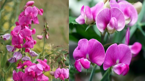 Sweet Pea Spencer flowers blooming in a garden