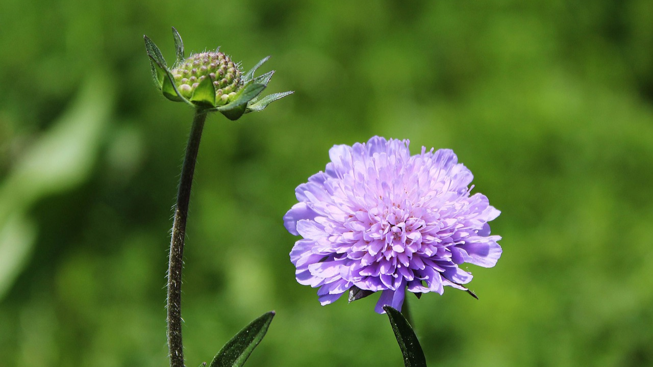 How to Plant and Grow Scabiosa Flowers: A Complete Guide
