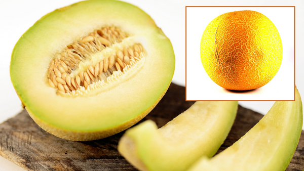 Your Guide to Planting Sarda Melons (Galia)