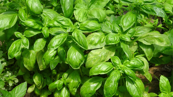 Sprout Fresh Basil FAST! Planting Guide for Beginner Gardeners