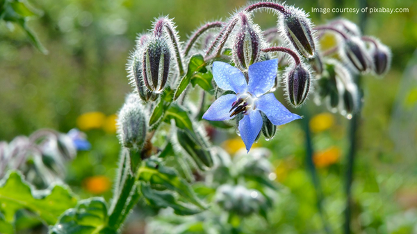 How to Plant Borage Seeds | Step-by-Step Guide