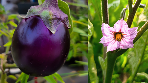 Grow Luscious Round Brinjal Baingan: Seed to Harvest Guide (Beginner-Friendly!)