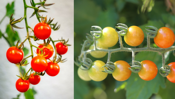 Grow Sweet Cherry Tomatoes From Seed: Your Complete Guide! (Fast & Easy)
