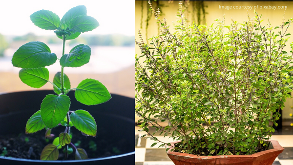 A close-up photo of two holy basil ( Tulsi) plants in a terracotta pot. The larger plant has dark green leaves, and the smaller plant has lighter green leaves.