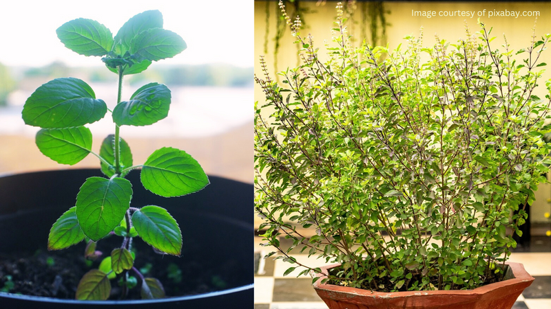 A close-up photo of two holy basil ( Tulsi) plants in a terracotta pot. The larger plant has dark green leaves, and the smaller plant has lighter green leaves.