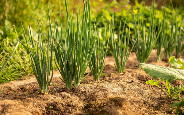 Onion-seeds-sprouting-in-soil