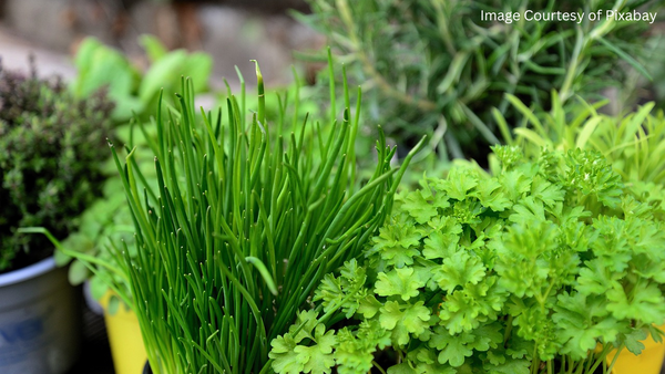 herb plants