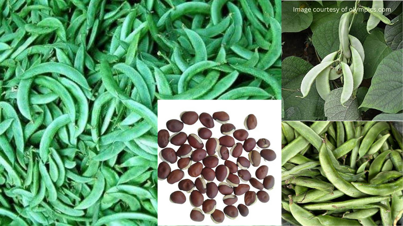 Fresh Hyacinth Beans (Sem ki Phali) ready for harvest