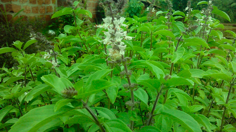 Grow Your Own Sacred Tulsi Rama Plant (Easy Step-by-Step Guide)