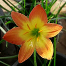 Bright Eye Zephyranthes Rain Lily Flower Bulb