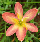 Crimson Sunset Rain Lily Zephyranthes Flower Bulbs
