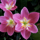 First Love Rain Lily Zephyranthes Flower Bulbs
