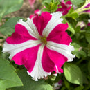 Petunia Ultra Star Flower Seeds