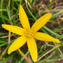 Flavissima Rain Lily Zephyranthes Flower Bulbs