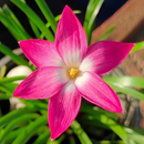 Heart Throb Rain Lily Zephyranthes Flower Bulbs
