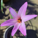 Holland Rain Lily Zephyranthes Flower Bulbs