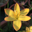 Kings Ransom Rain Lily Zephyranthes Flower Bulbs