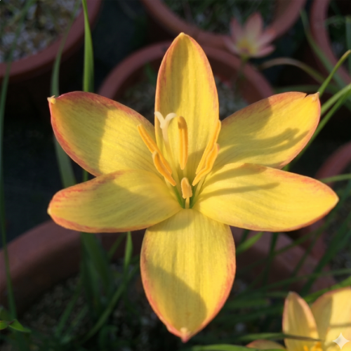 Kings Ransom Rain Lily Flower Bulbs Online