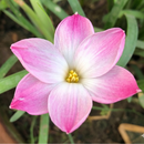 Pine Rain Lily Zephyranthes Flower Bulbs