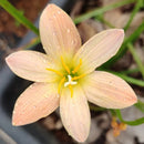 Orchid Rain Lily Zephyranthes Flower Bulbs