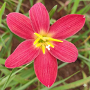 Red Lamduan Rain Lily Zephyranthes Flower Bulbs