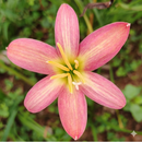Rose Perfection Rain Lily Zephyranthes Flower Bulbs