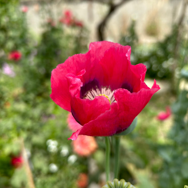 Poppy Shirley Mixed Color Flower F1 Seeds