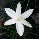 Sun Carlosh Rain Lily Zephyranthes Flower Bulbs