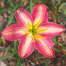 Small Hybrid Rain Lily Zephyranthes Flower Bulbs