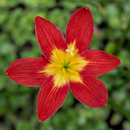 Young Love Rain Lily Zephyranthes Flower Bulbs
