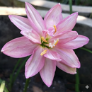 Fidelity Charm Rain Lily Zephyranthes Flower Bulbs