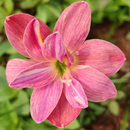 Madame Butterfly Rain Lily Zephyranthes Flower Bulbs