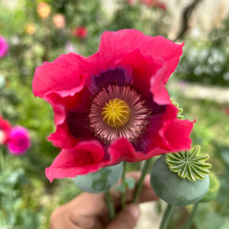 Poppy Shirley Mixed Color Flower F1 Seeds