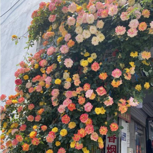 Multicolor Climbing Rose Plant Seeds | Flower Seeds