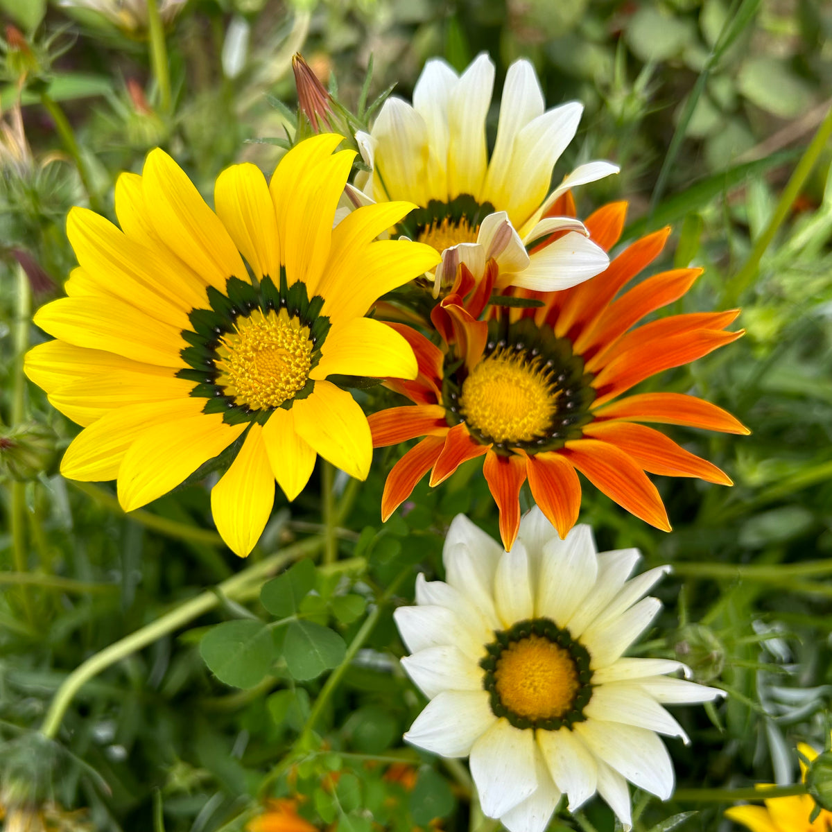 gazania flower seeds Gazania Mixed Color Flower Hybrid Seeds
