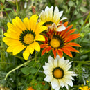 Gazania Mixed Color Flower Hybrid Seeds