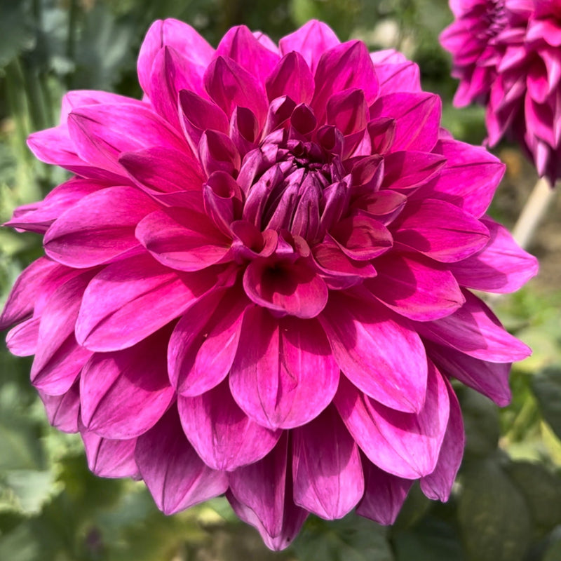 Dahlia Purple Color Flower Bulbs