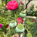 Poppy Shirley Mixed Color Flower F1 Seeds