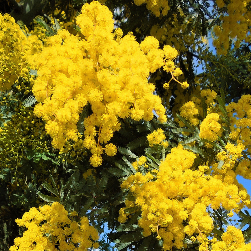 Acacia Yellow Flower Seeds | Flower Tree Seeds