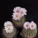 Acanthocalycium Violaceum Córdoba Cactus Seeds
