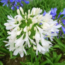 Agapanthus Lily White Color Flower Bulb