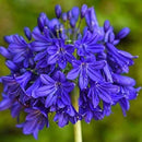 Agapanthus Lily of the Nile Any Color Flower Bulb