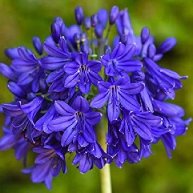 Agapanthus Lily of the Nile Mix Color Flower Bulb