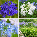 Agapanthus Lily Any Color Flower Bulb