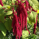 Amaranthus Caudatus Love Lies Bleeding Flower Seeds