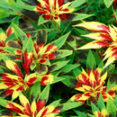 Amaranthus Tricolor Molten Fire Flower Seeds