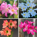 Amaryllis Belladonna Jersey Lily Any Color Flower Bulb