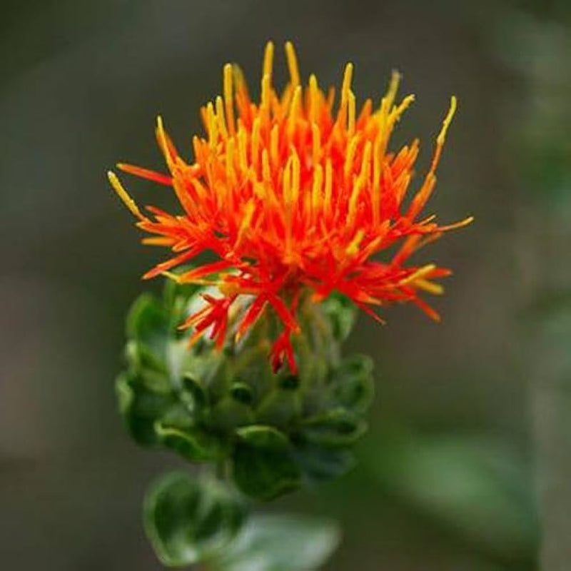 kesar plant seeds American Saffron Flower Seeds