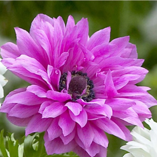 Anemone Admiral Flower Bulb