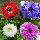 Anemone Imported Any Color Flower Bulb